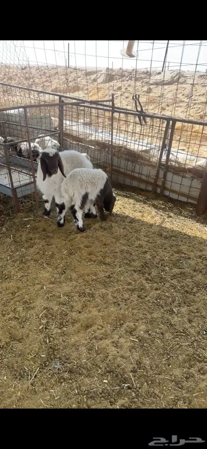 خروفين نعيم 3