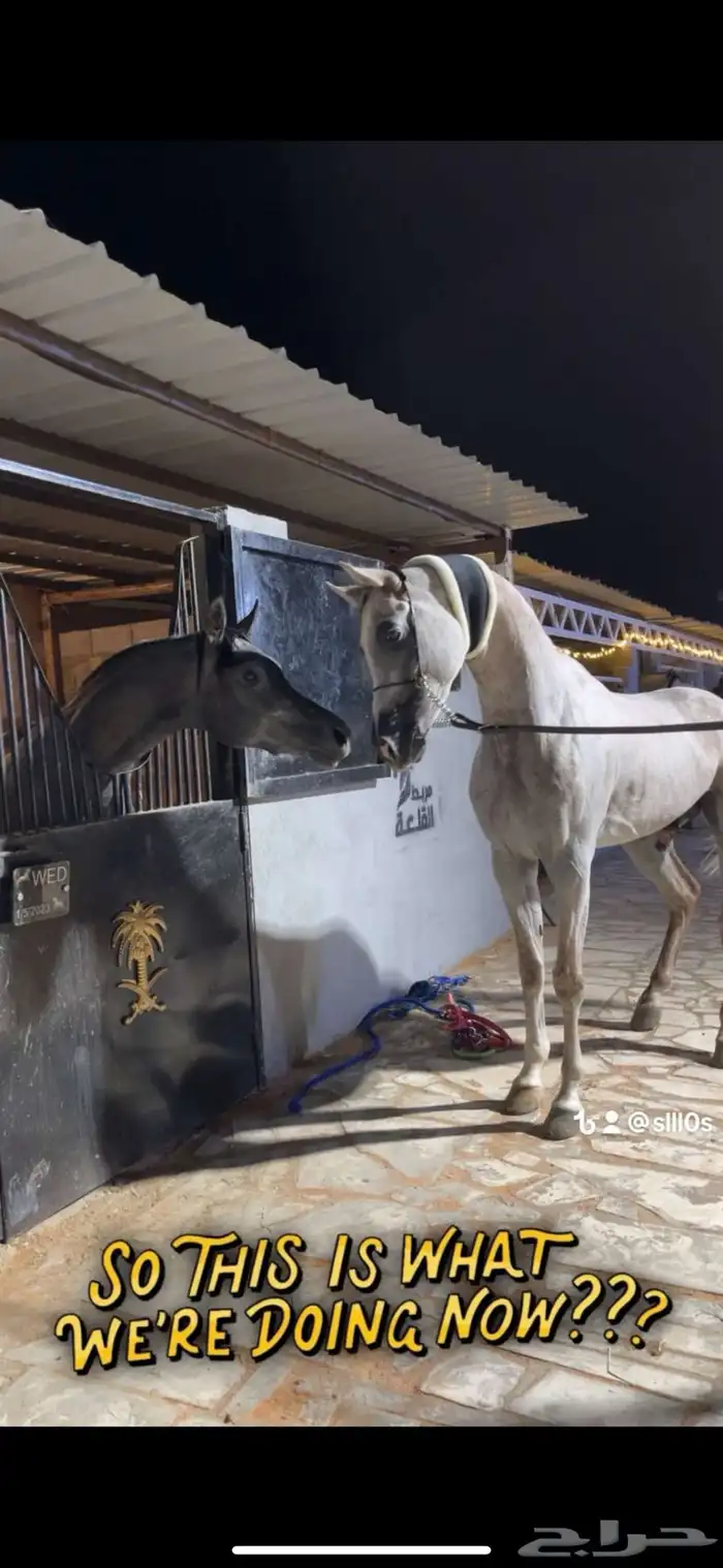 حصان واهو 11