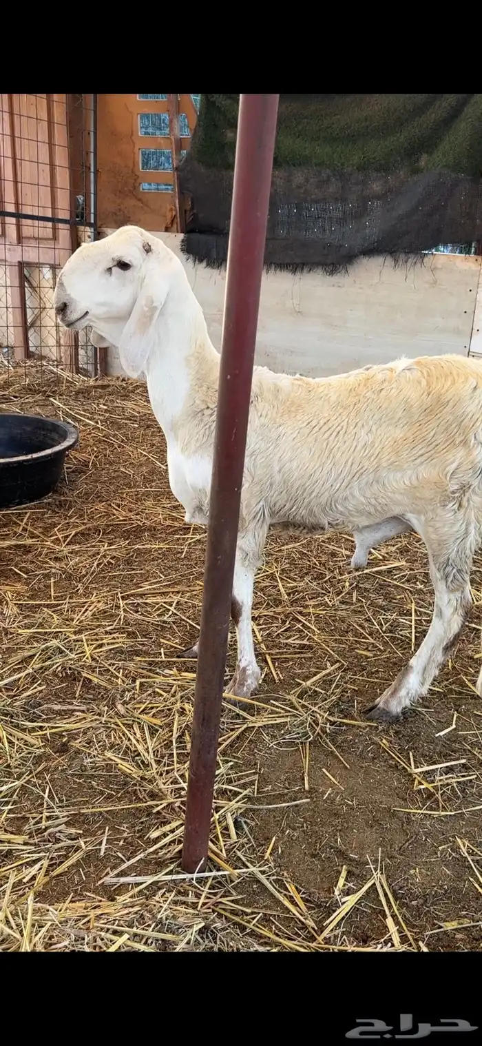 طليان سواكن صنف مشاريع فحول فواخر 11