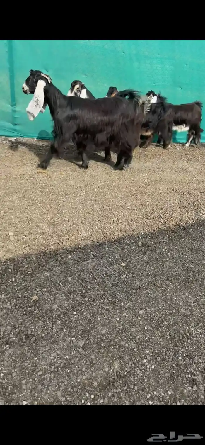 جفرات عوارض خصم الخصم دفيع 0