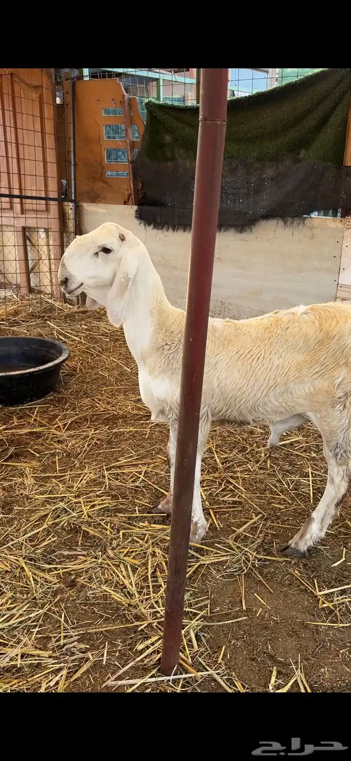 طليان سواكن صنف مشاريع فحول فواخر 8