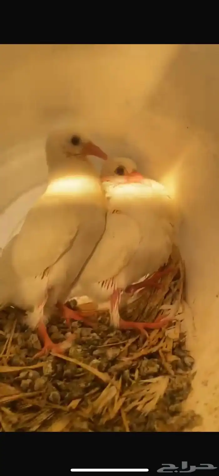 حمام فرنسي منتج على شرط واحجام مشاءلله تبارك الله 0