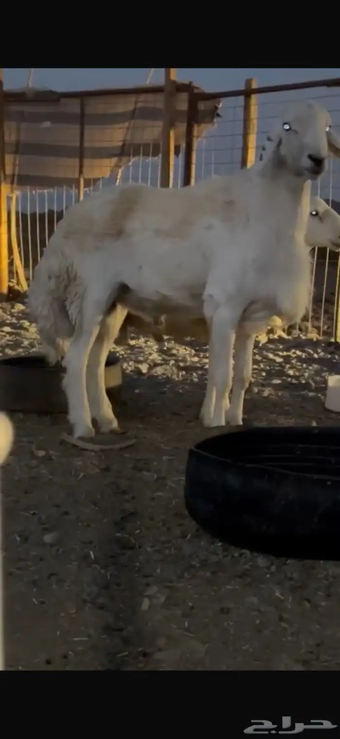 طلي فحل حري صنف الصنف ومشروط 0