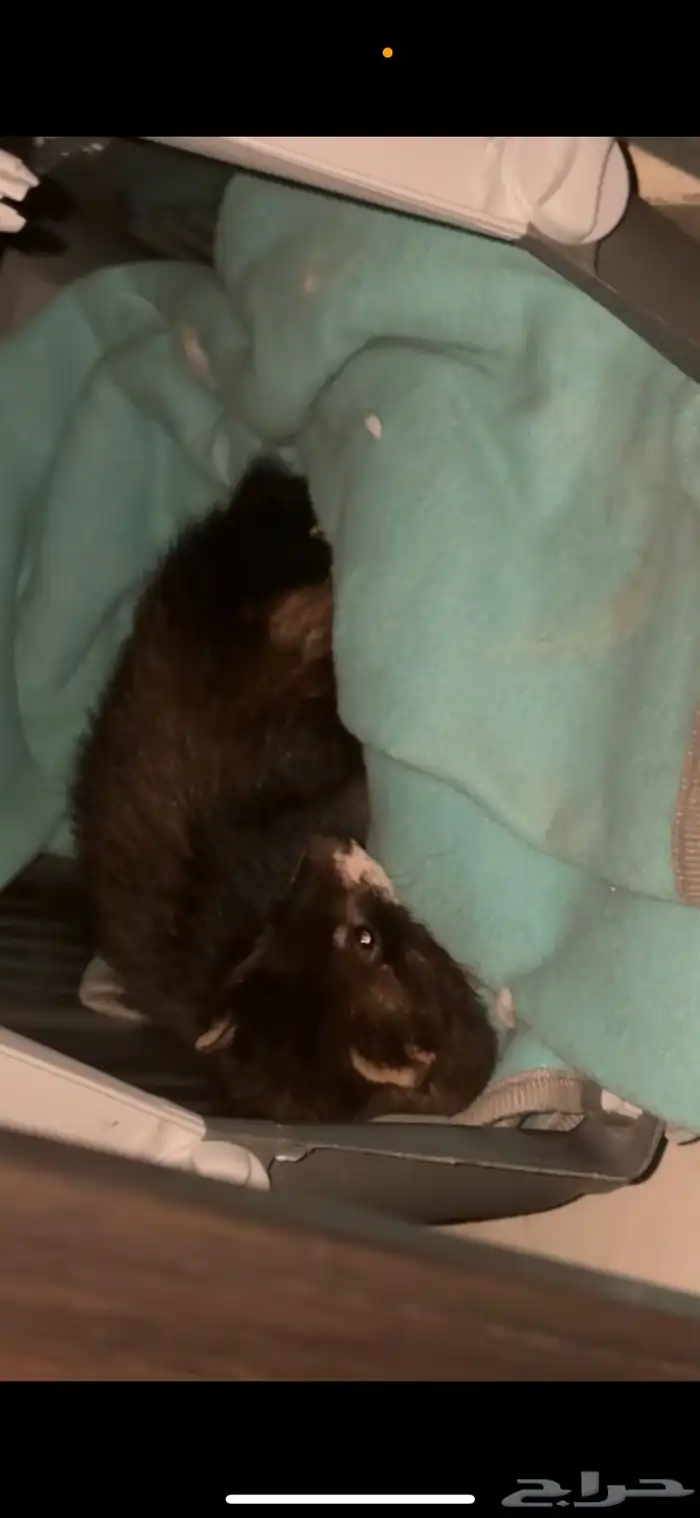 نمس هولندي للبيع 0