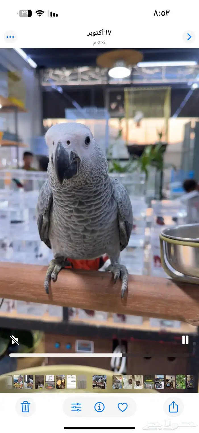 طير كاسكو ضائع 0