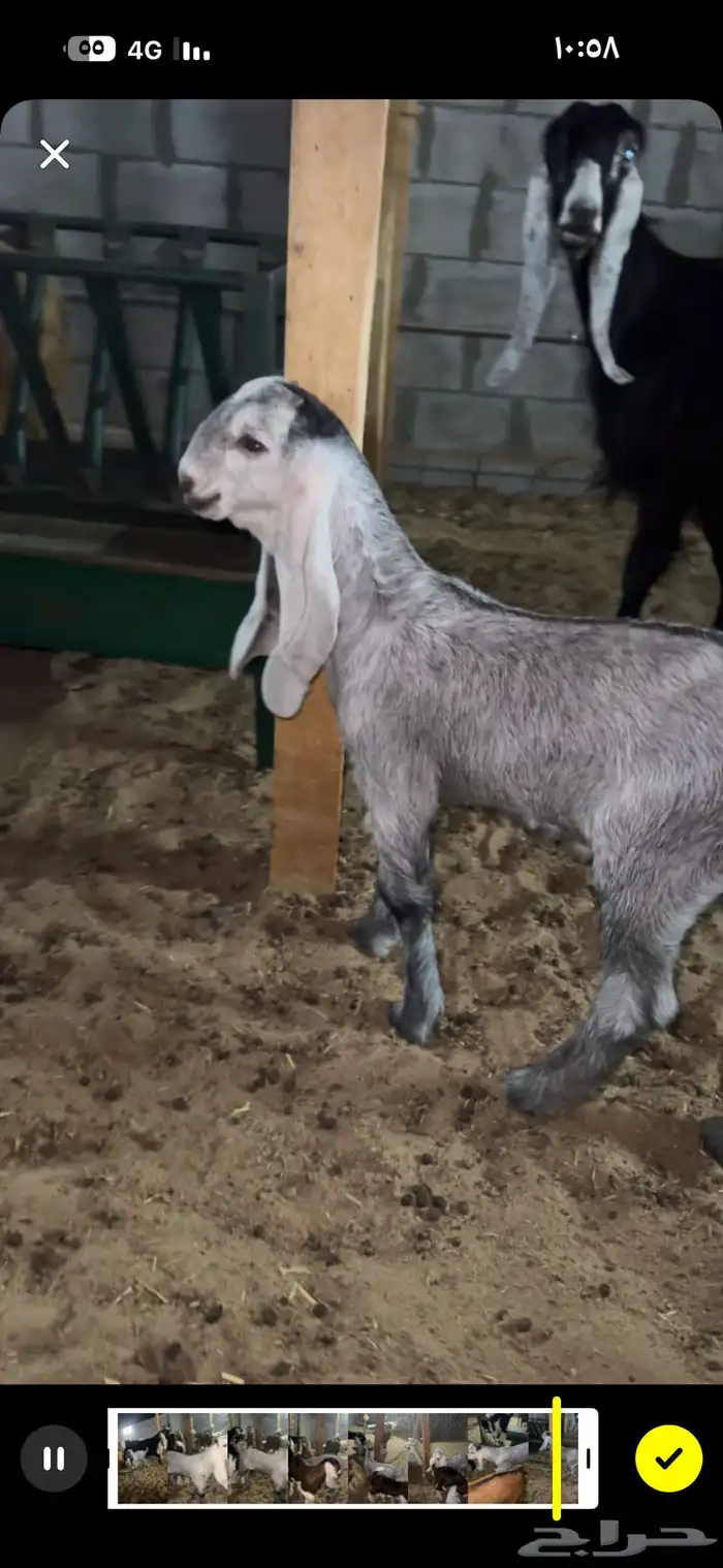 تيس صنف ( جفر) يصلح فحل في الاحساء 0