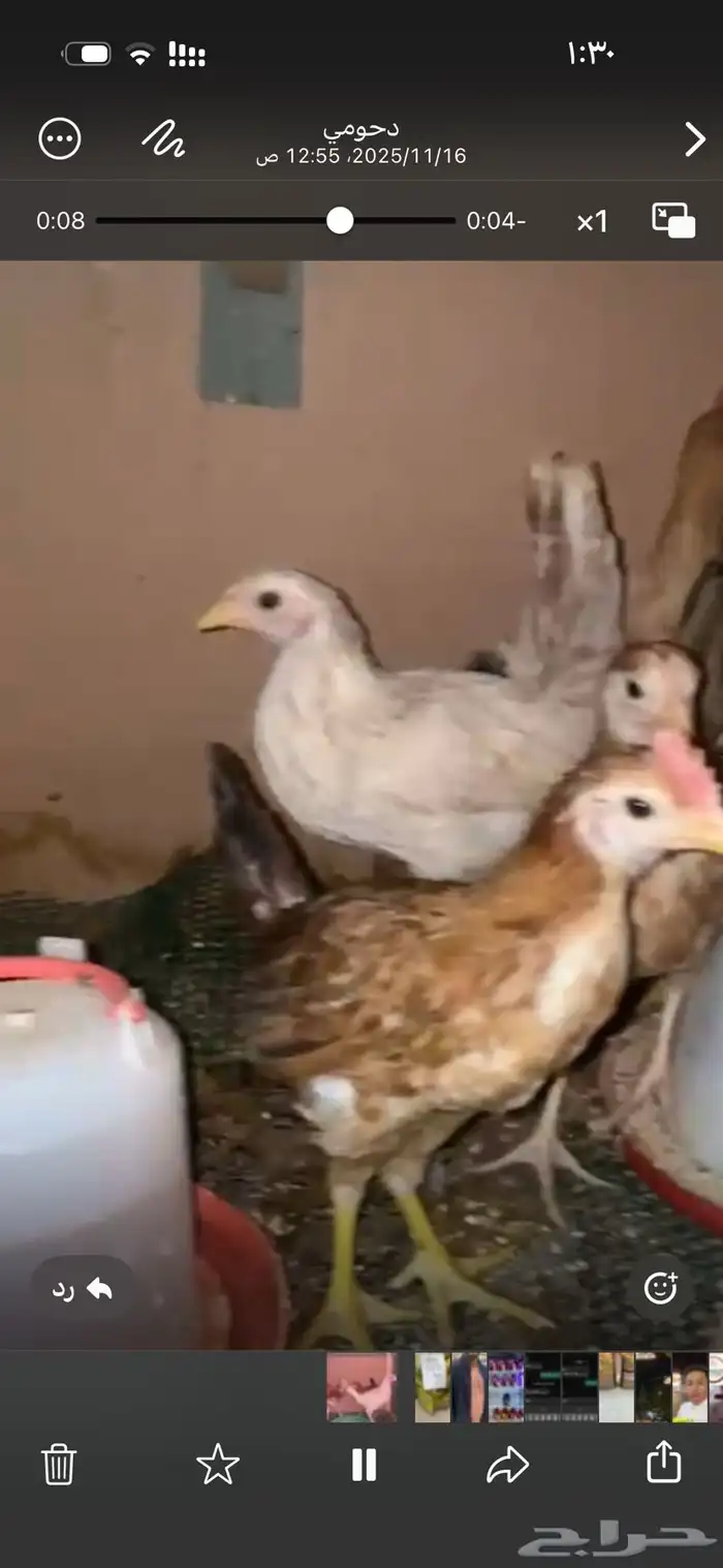 دجاج بلدي صحة الحمدلله شرط 2