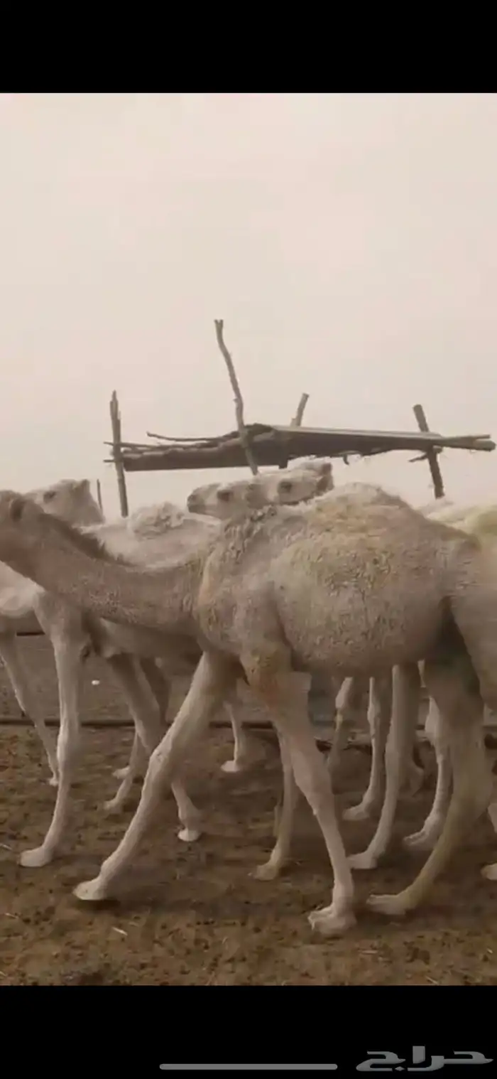 حشو قعدان ربط جبره وطيبه 1