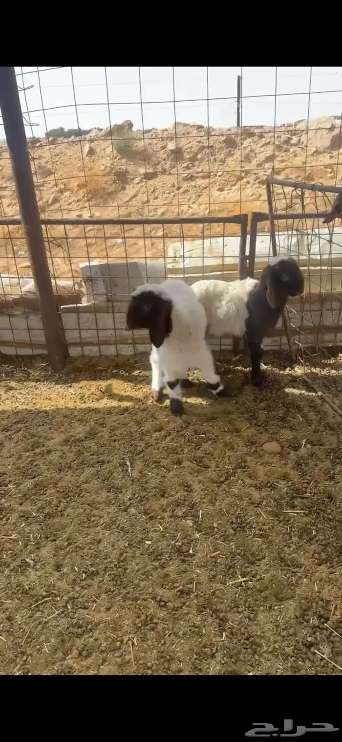 خروفين نعيم 0