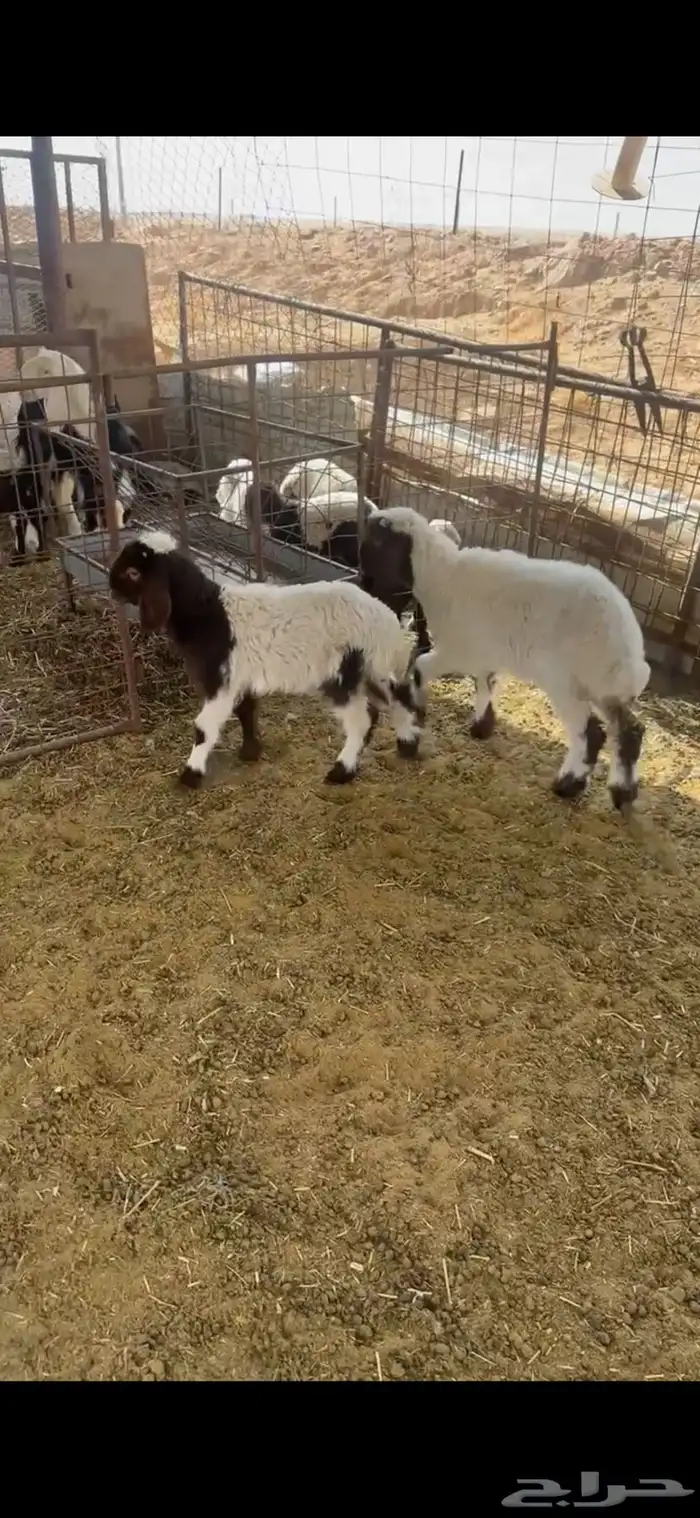 خروفين نعيم 1