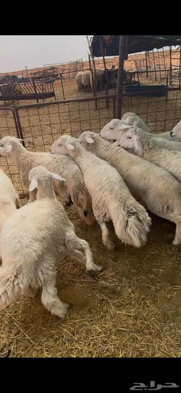 القصيم الاسياح 0