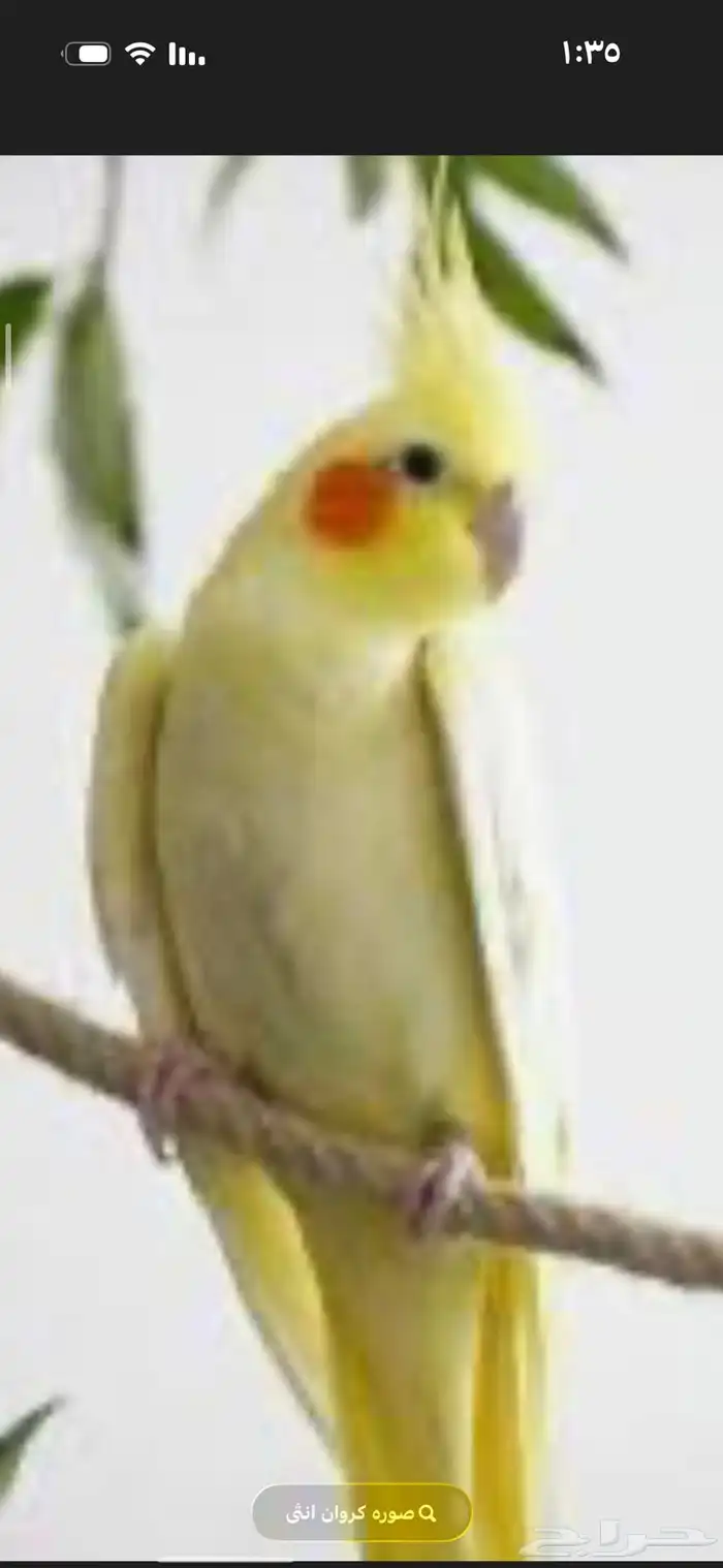 ابحث عن كروان انثى بسعر 150 ريال توصلها لي بدون ملحقات 0