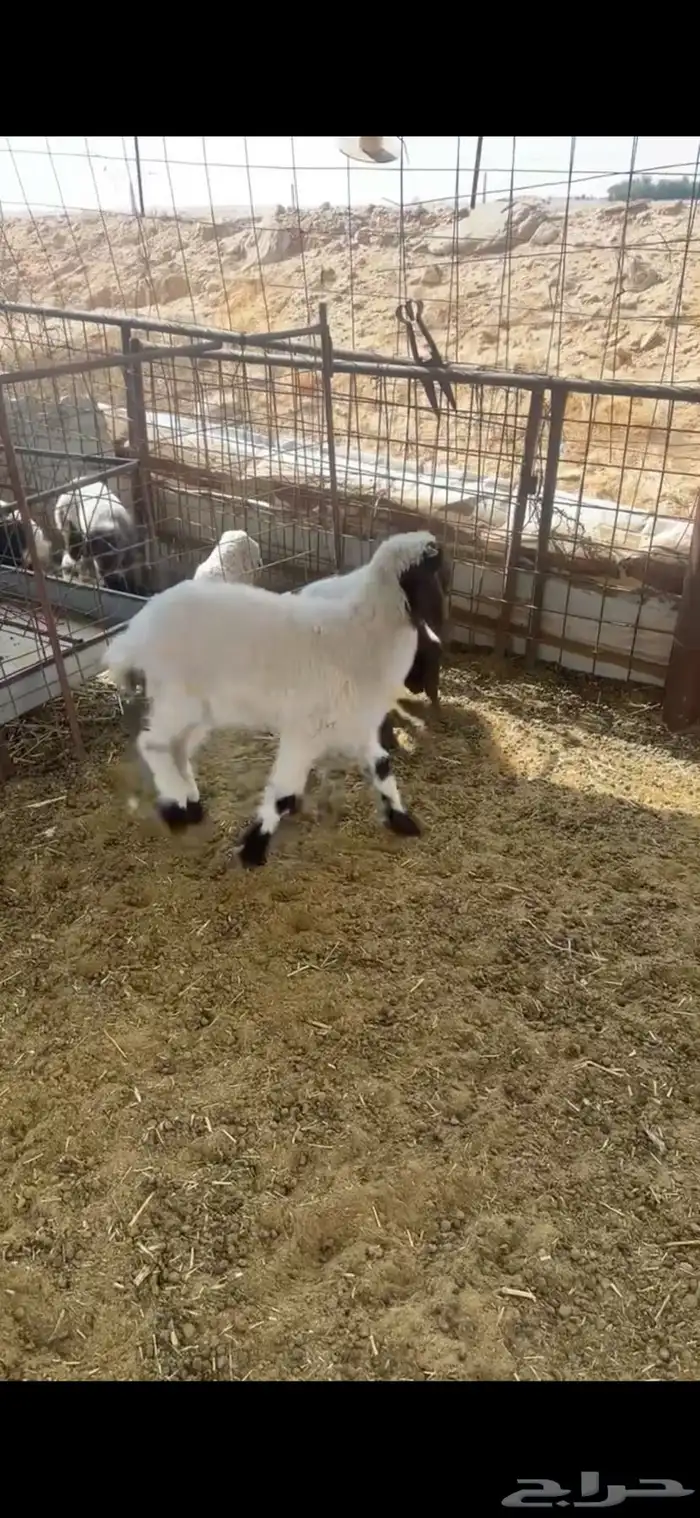 خروفين نعيم 4