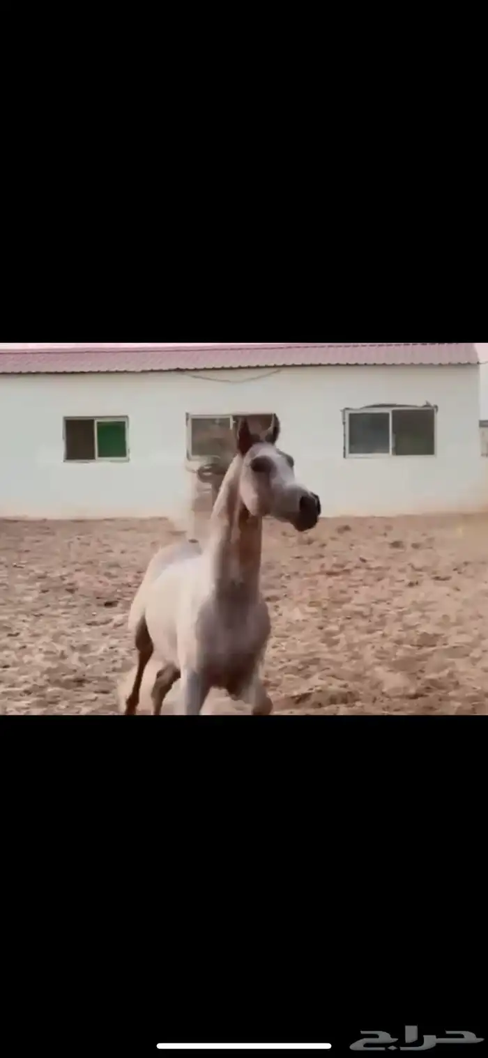 حصان واهو 20