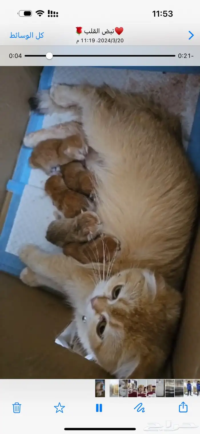 قطة و قطة سكوتش 13