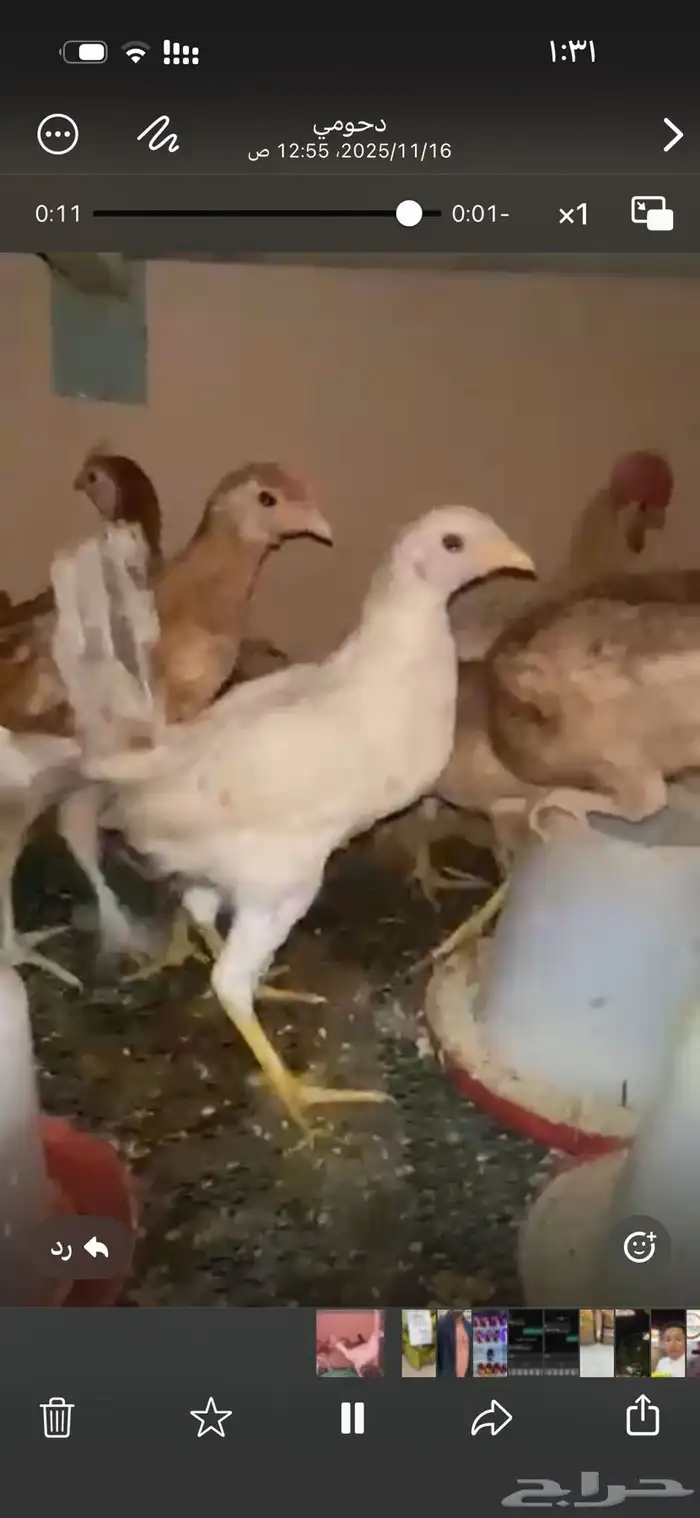 دجاج بلدي صحة الحمدلله شرط 3