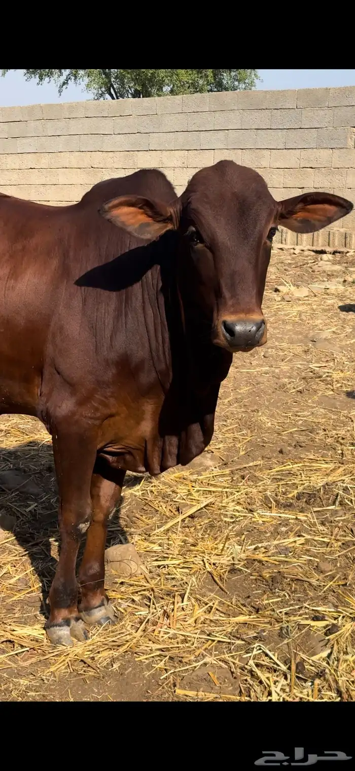 ثور فحل سمين 0