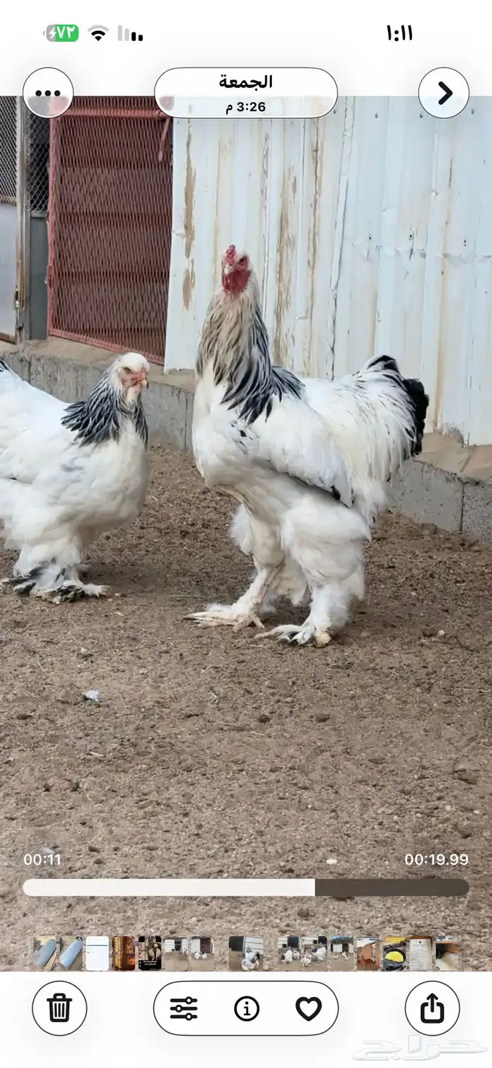 3 اطقم دجاج براهما للبيع 3