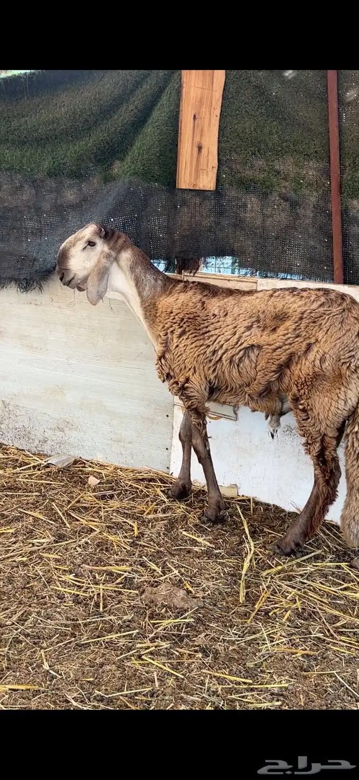 طليان سواكن صنف مشاريع فحول فواخر 7