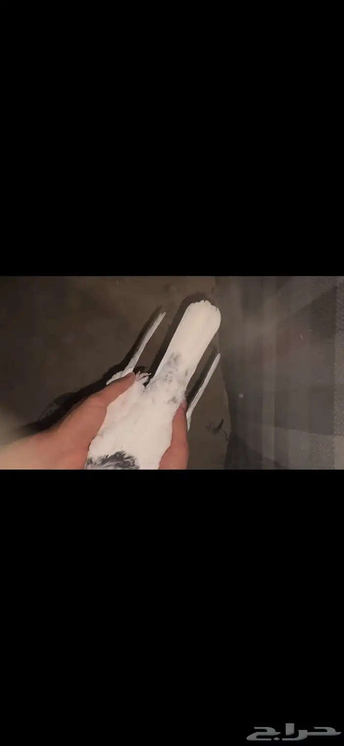 جوز سالكوتي موتيا 7