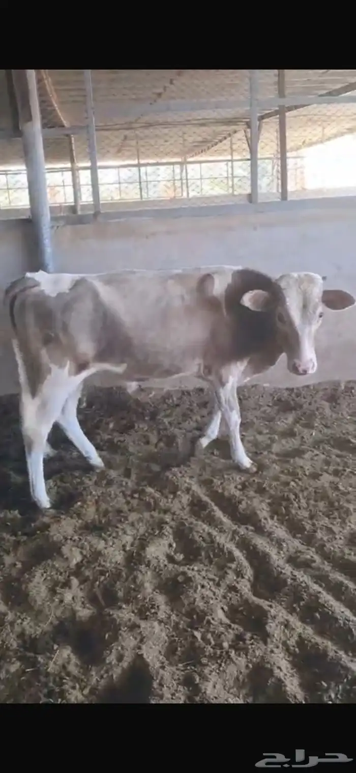 ثور الماني 2