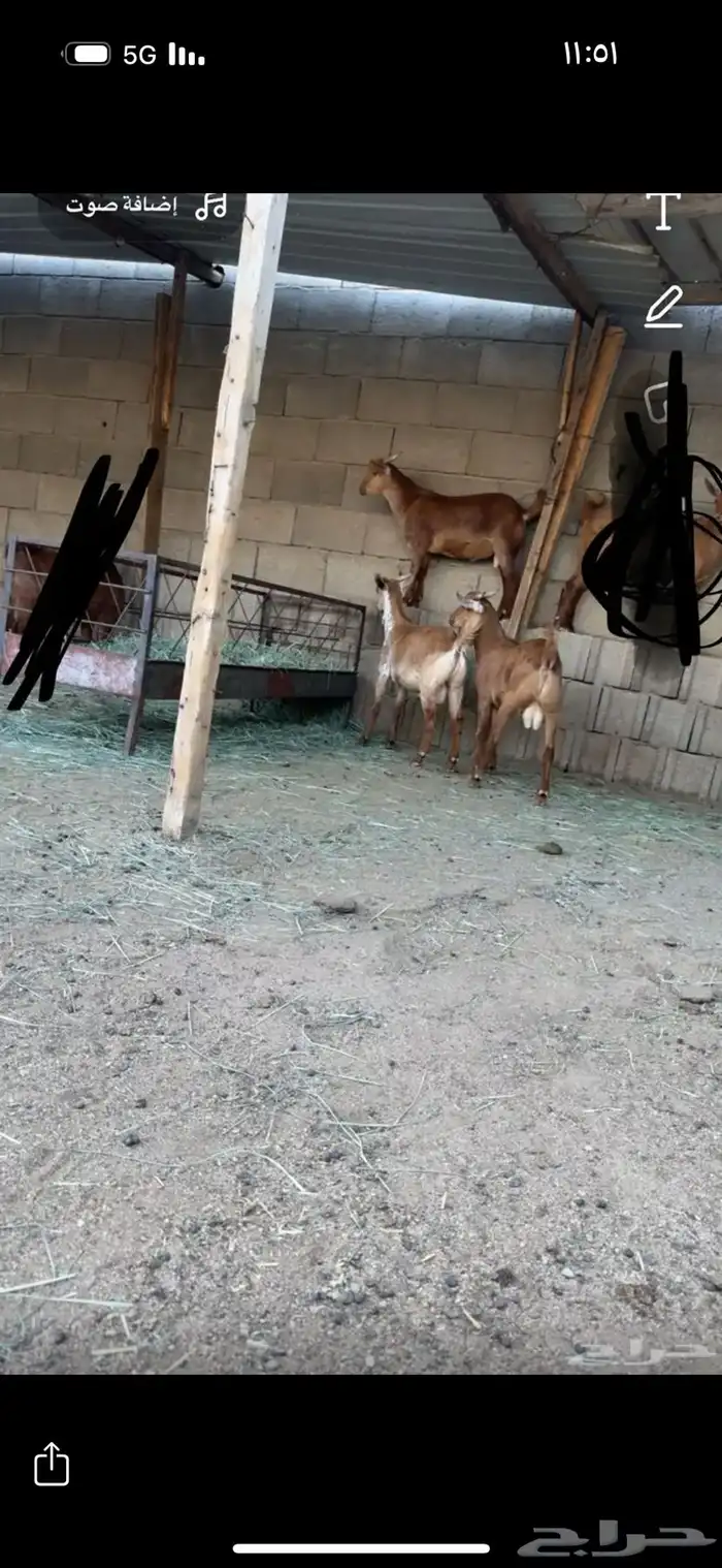 تيوس حص كفو فل شحم 0