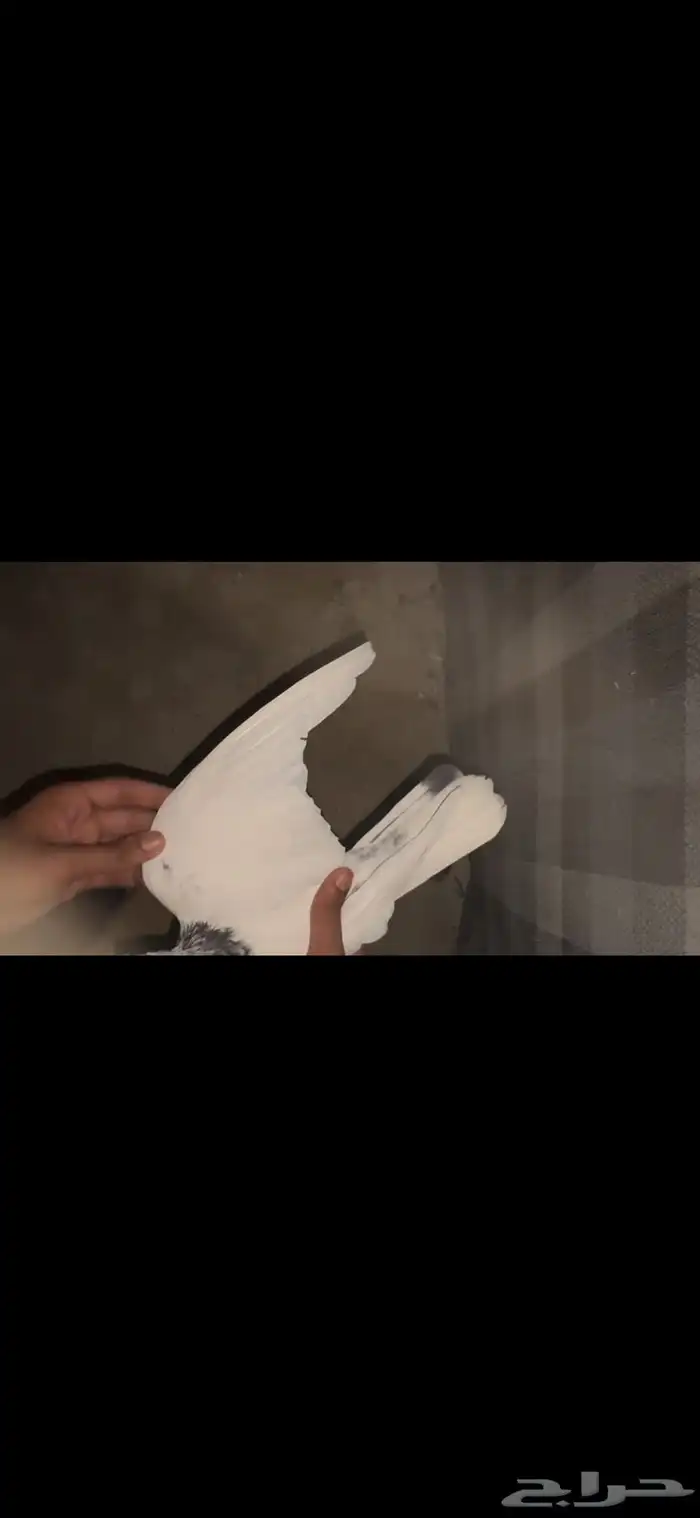 جوز سالكوتي موتيا 6