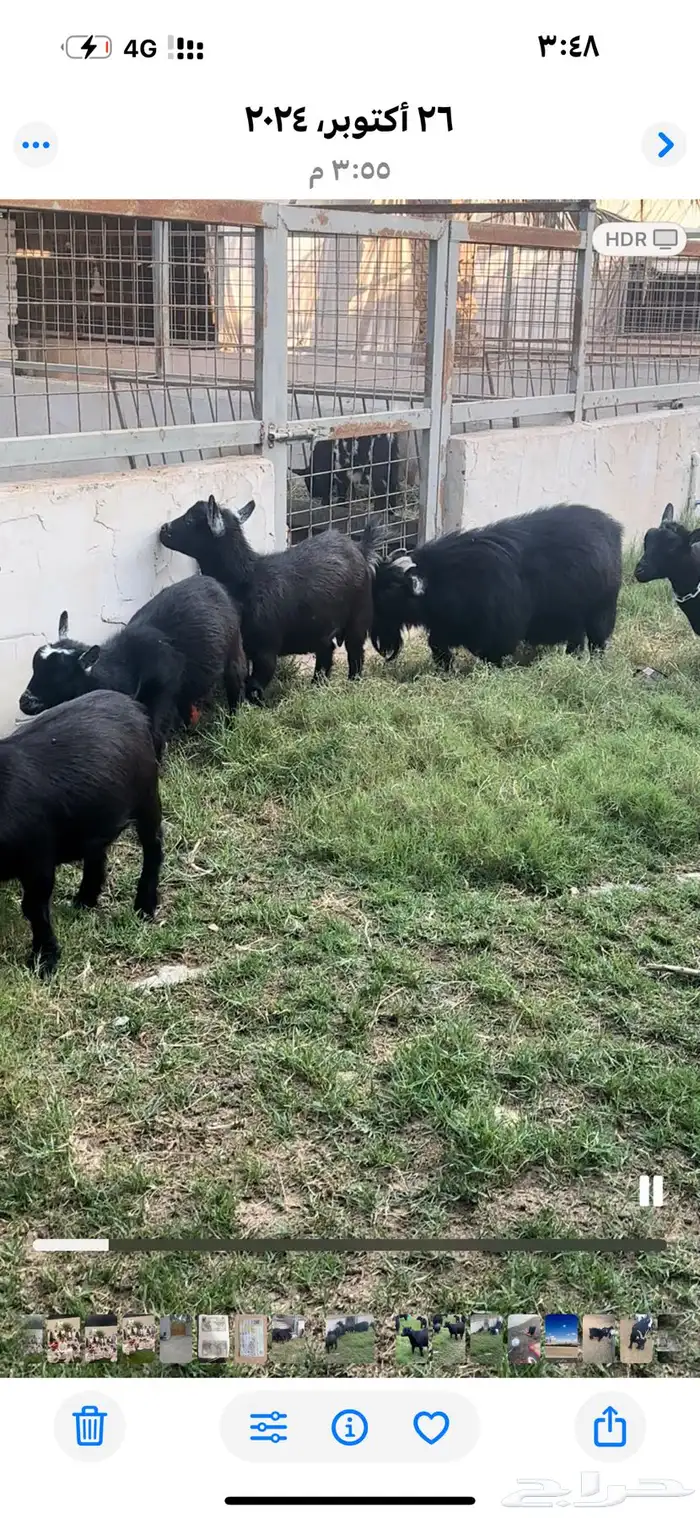 ماعز قزم فحل و 6 اناث 0