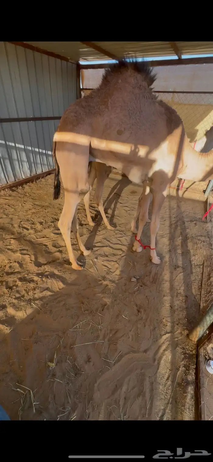 قعدان بلدي كفو السعر من 5000مع التوصيل 1