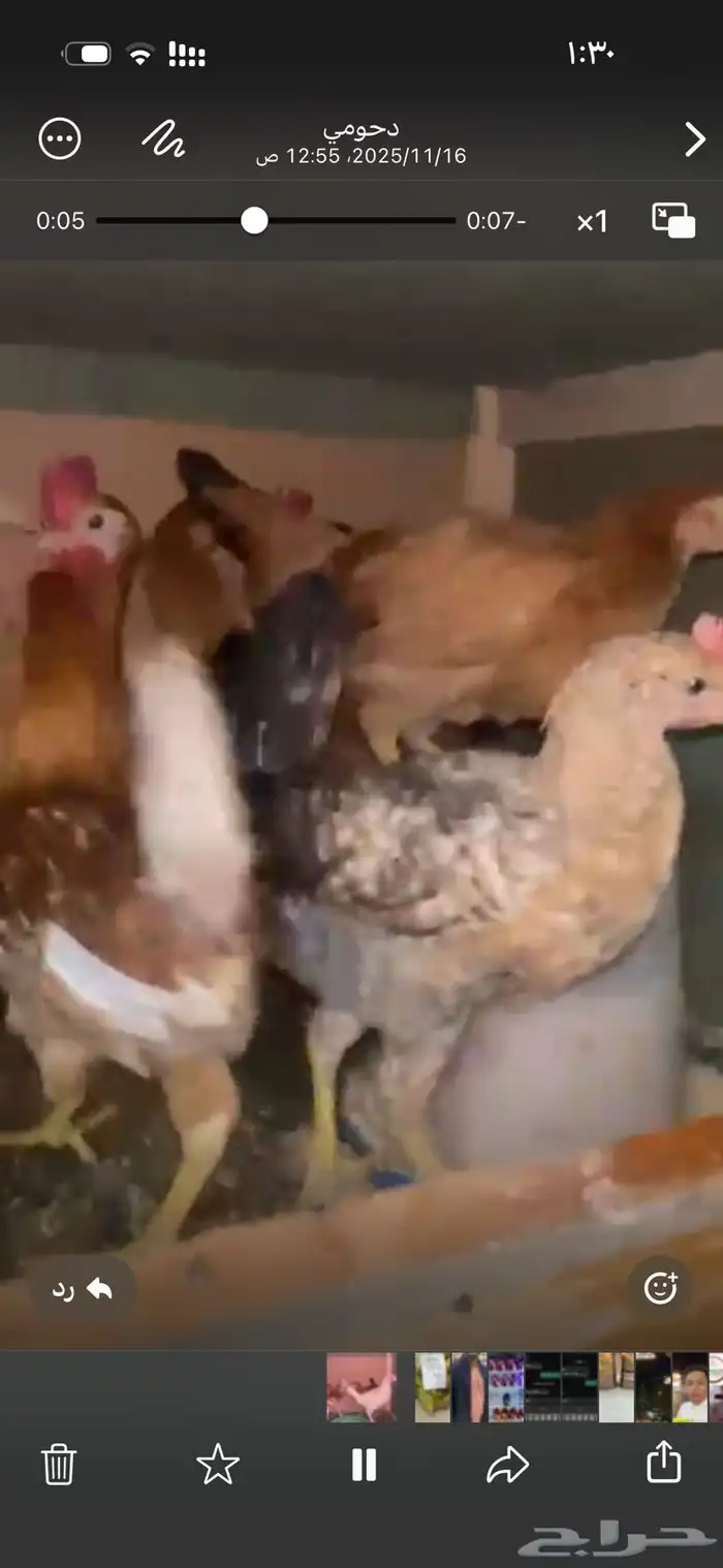 دجاج بلدي صحة الحمدلله شرط 4