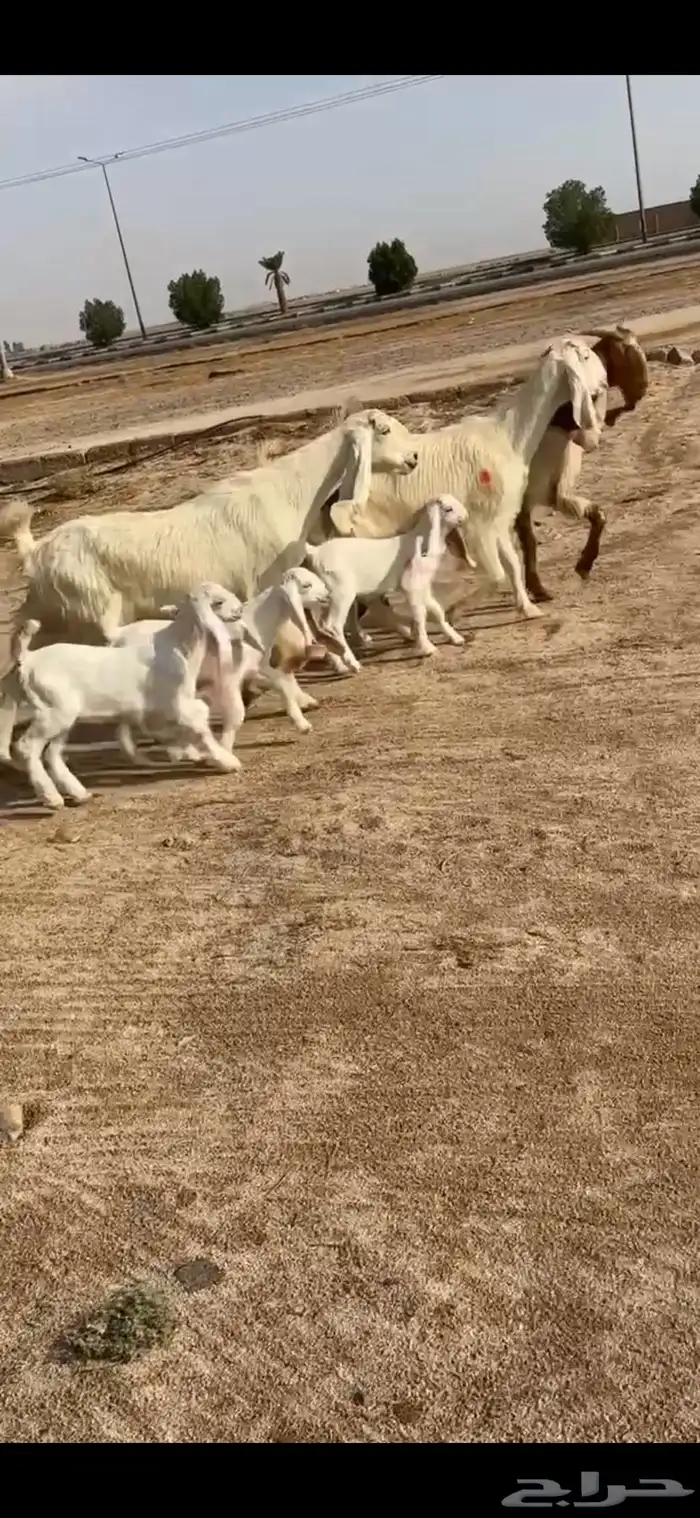 معزا مواليد اشباب 2