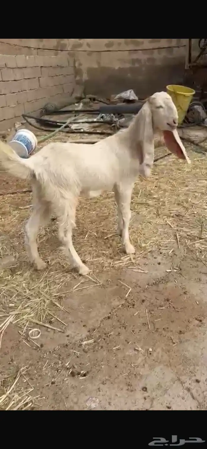 جفرتين مطورات خصم بيض وبراص 8