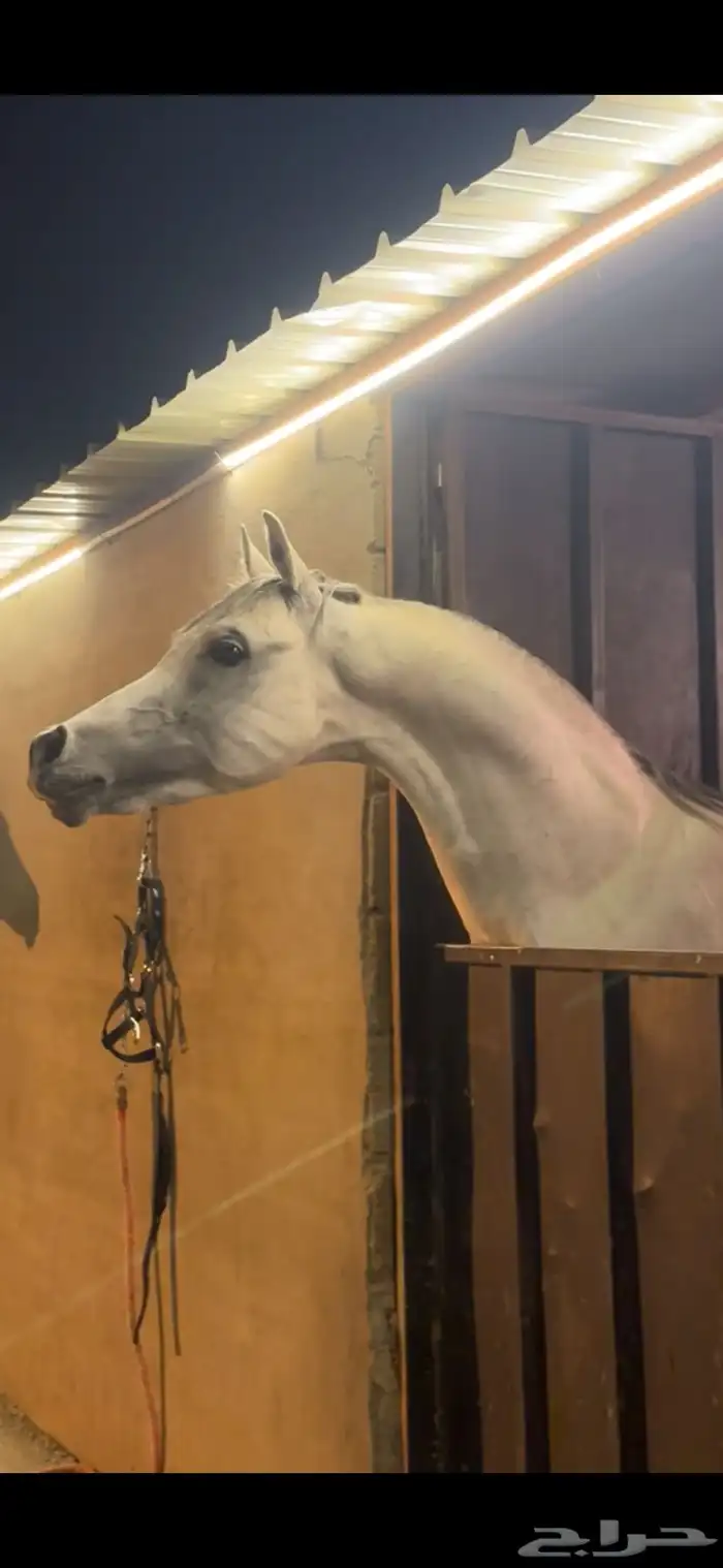 حصان واهو فاخر حفيد غزال الشقب 0