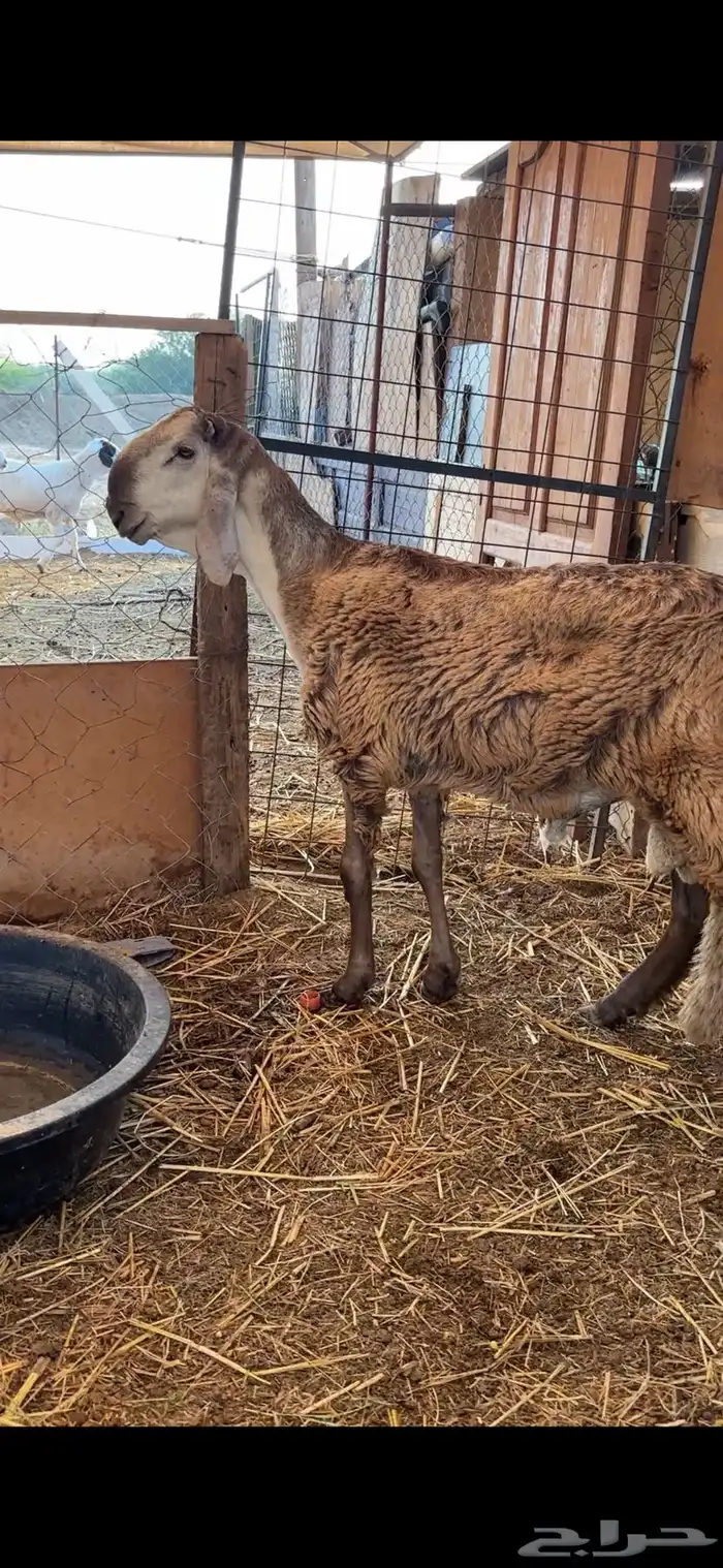 طليان سواكن صنف مشاريع فحول فواخر 2