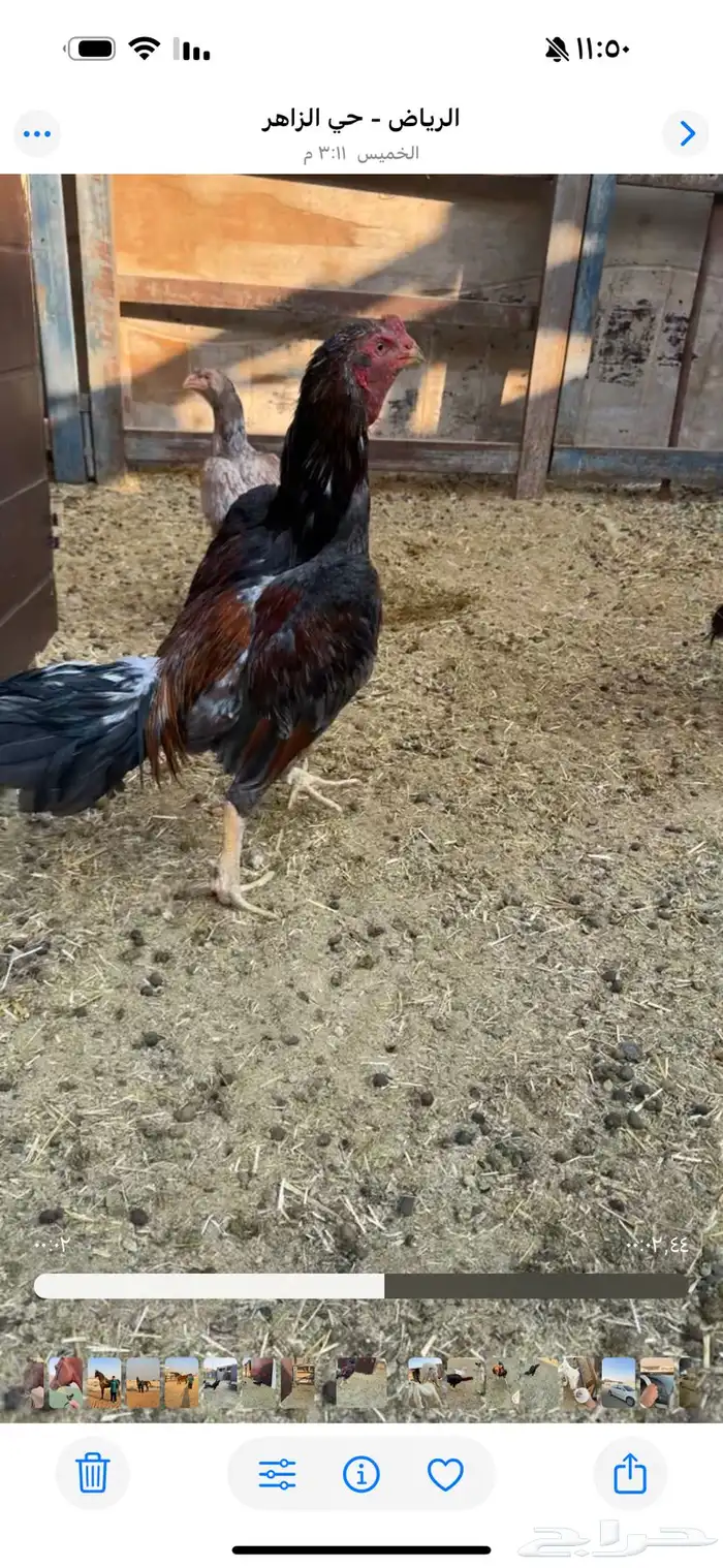 ديك و دجاج شامو يباني للبيع 1