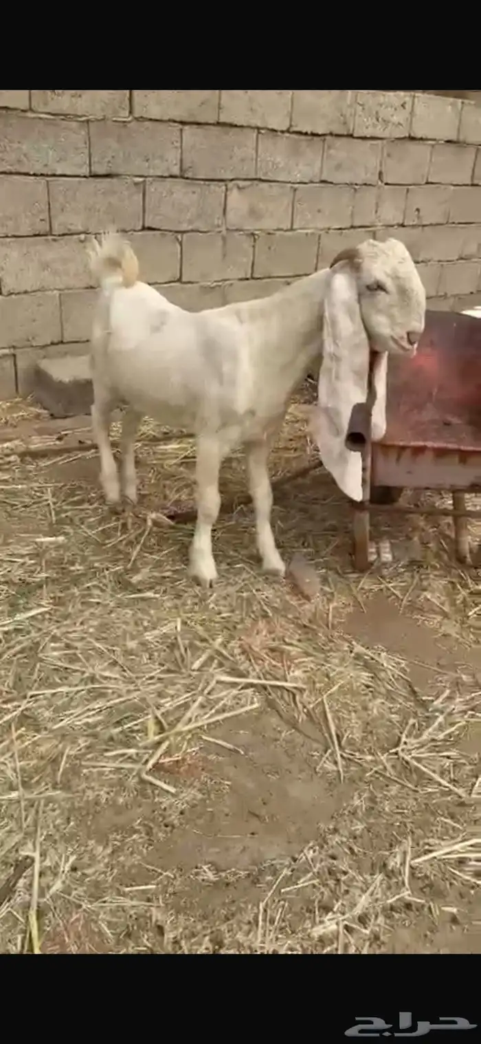 جفرتين مطورات خصم بيض وبراص 0