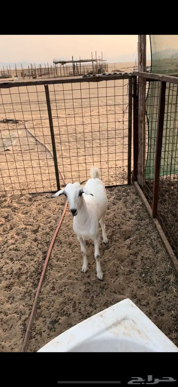 جفره بيشيه 5