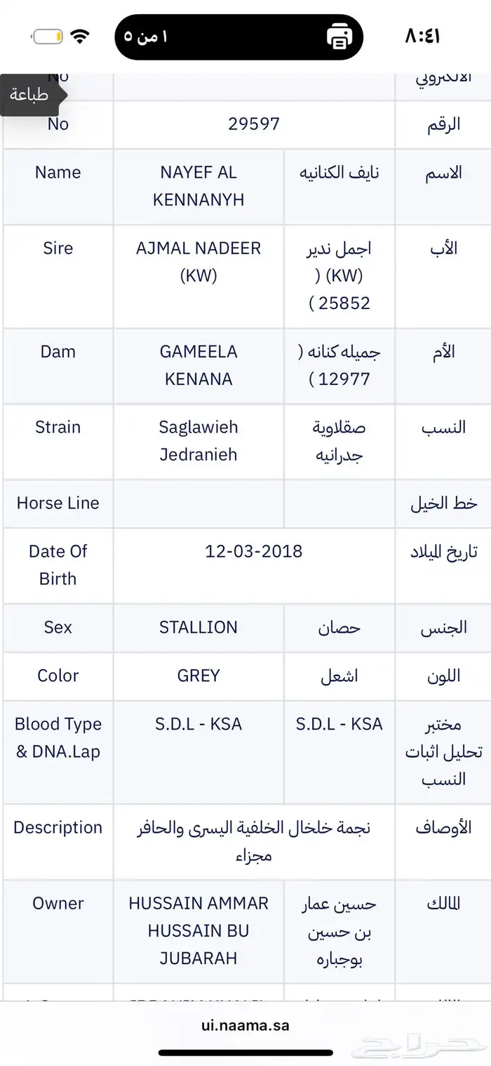 حصان عربي اصيل 2