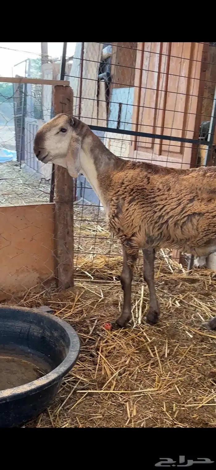 طليان سواكن صنف مشاريع فحول فواخر 3