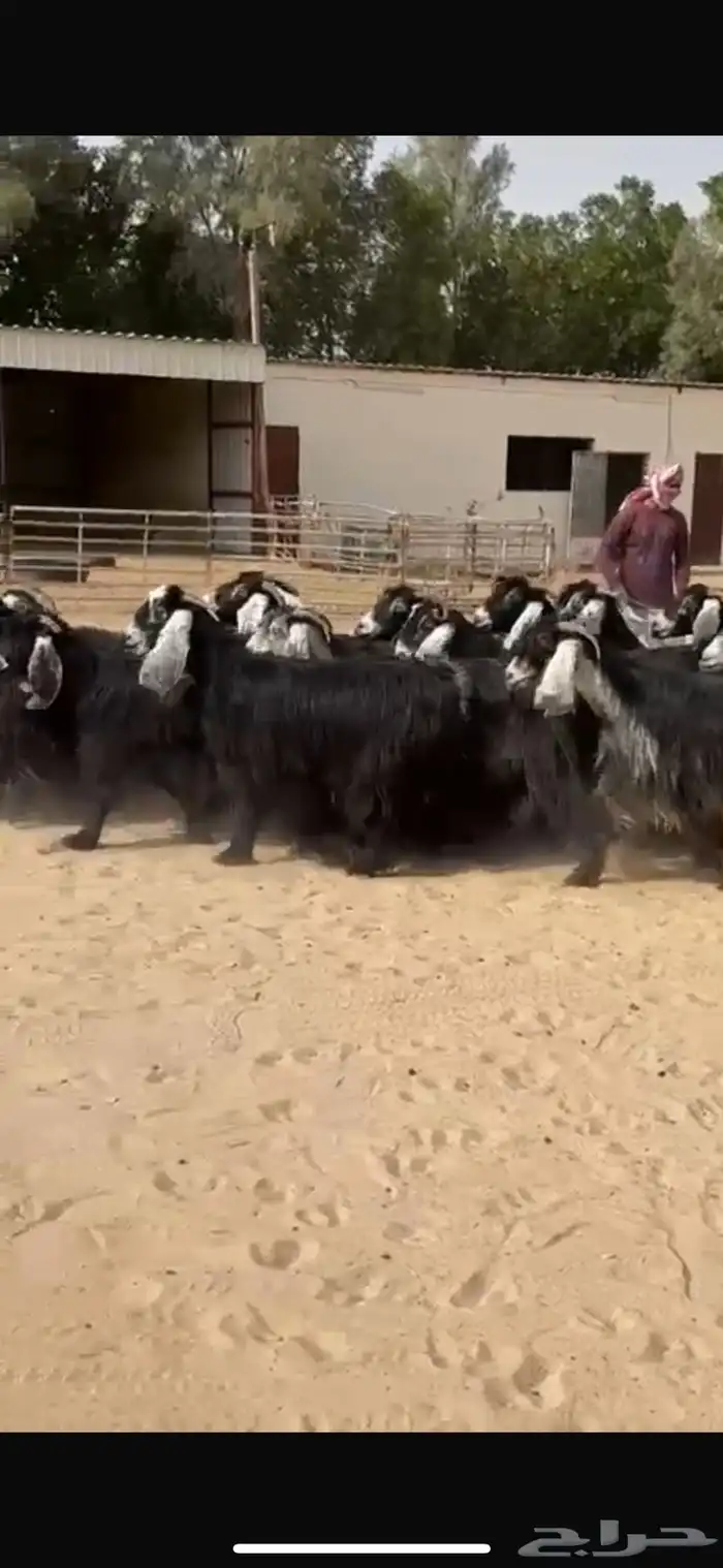 معزا عوراض فاخره 12