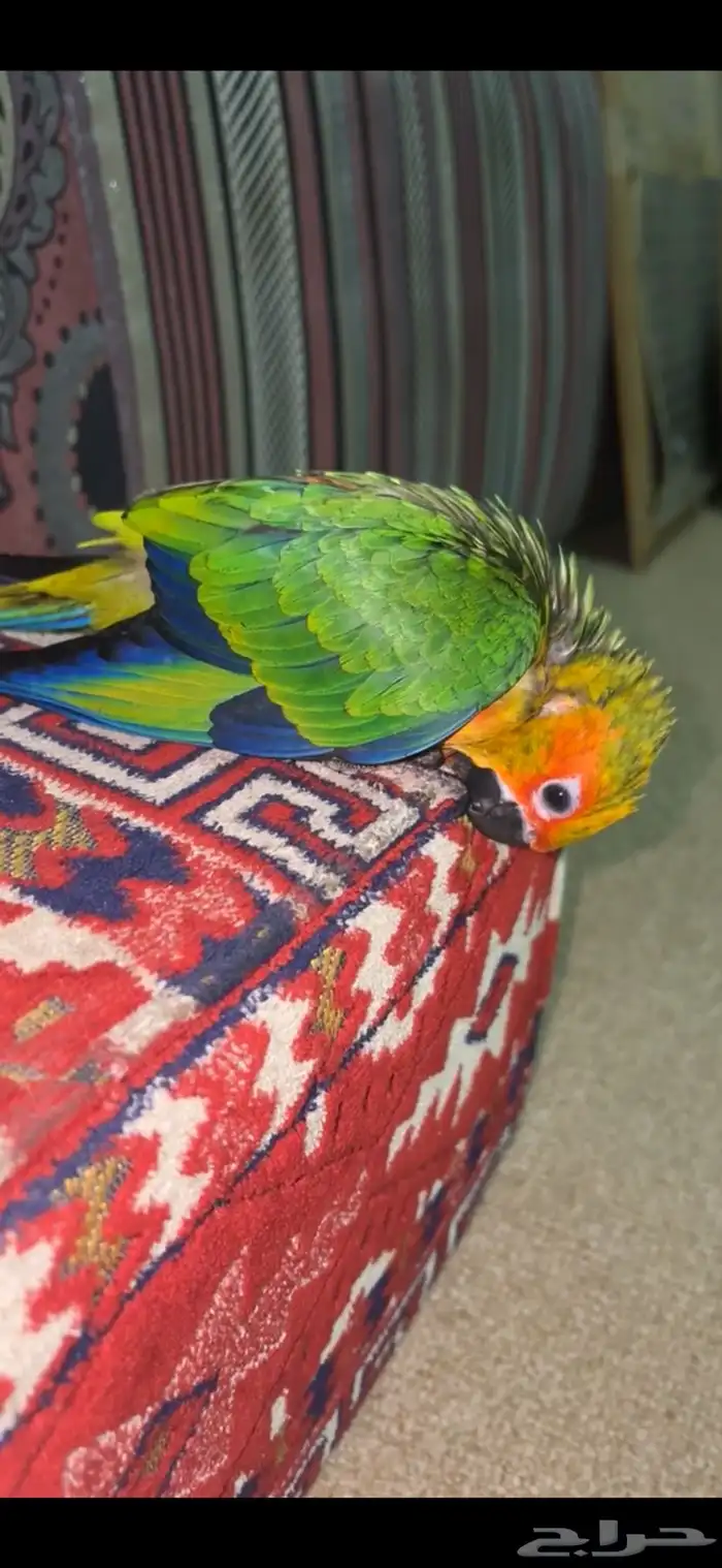 فرخ صن كنيور 2