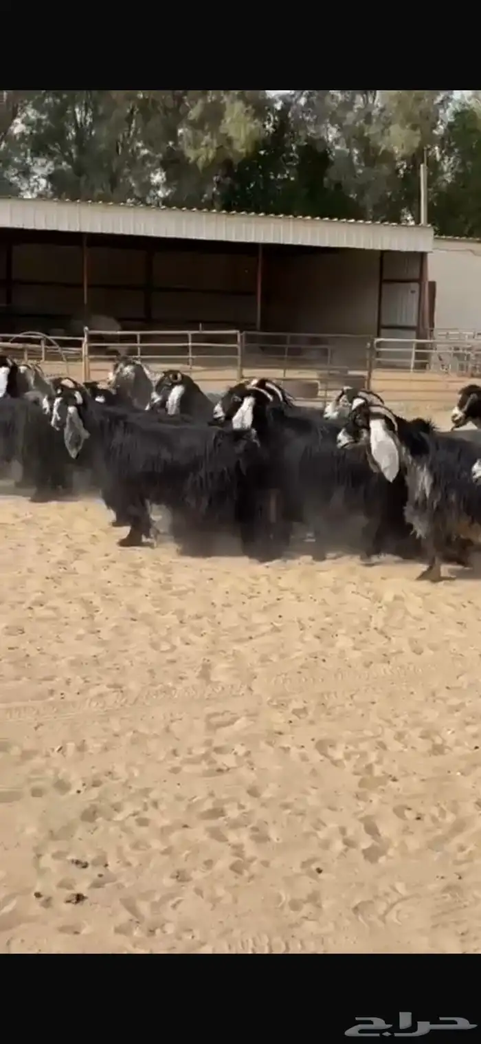 معزا عوراض فاخره 9