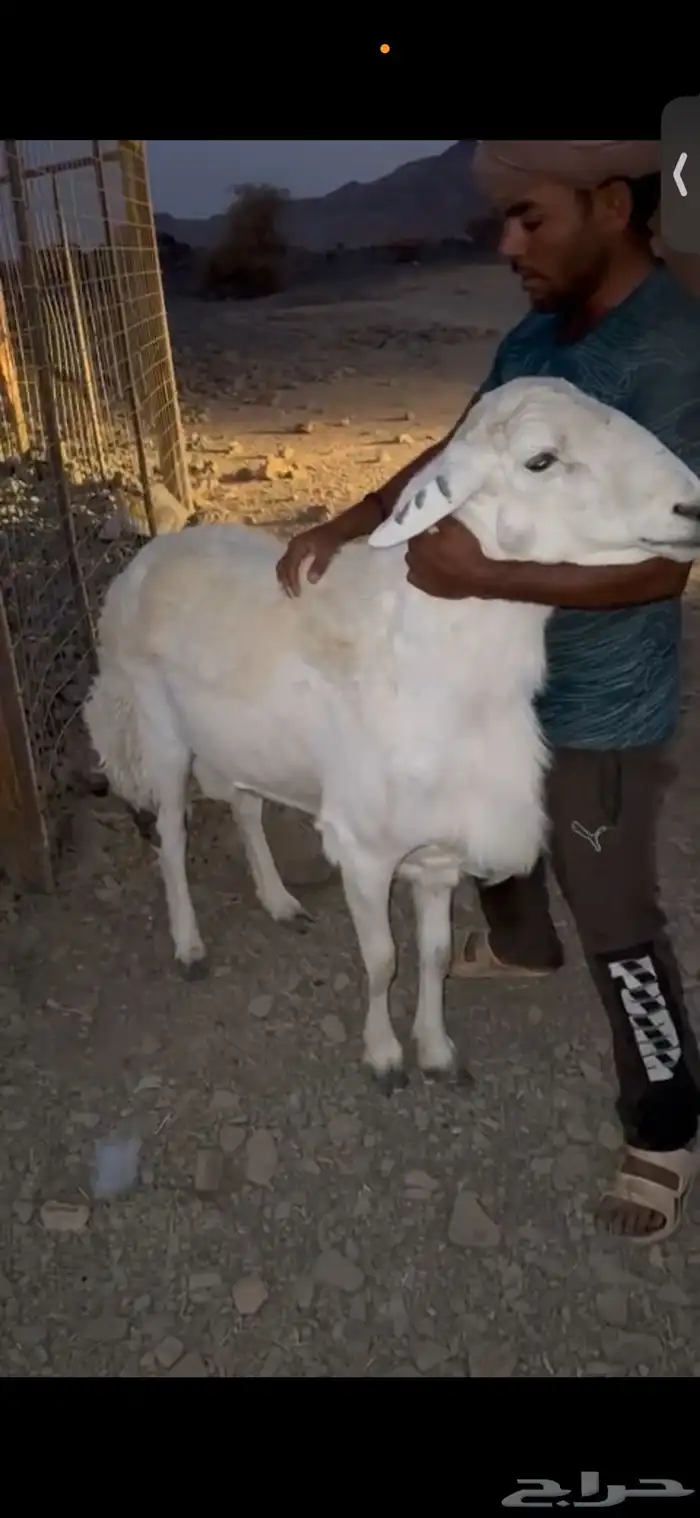 طلي فحل حري صنف الصنف ومشروط 1