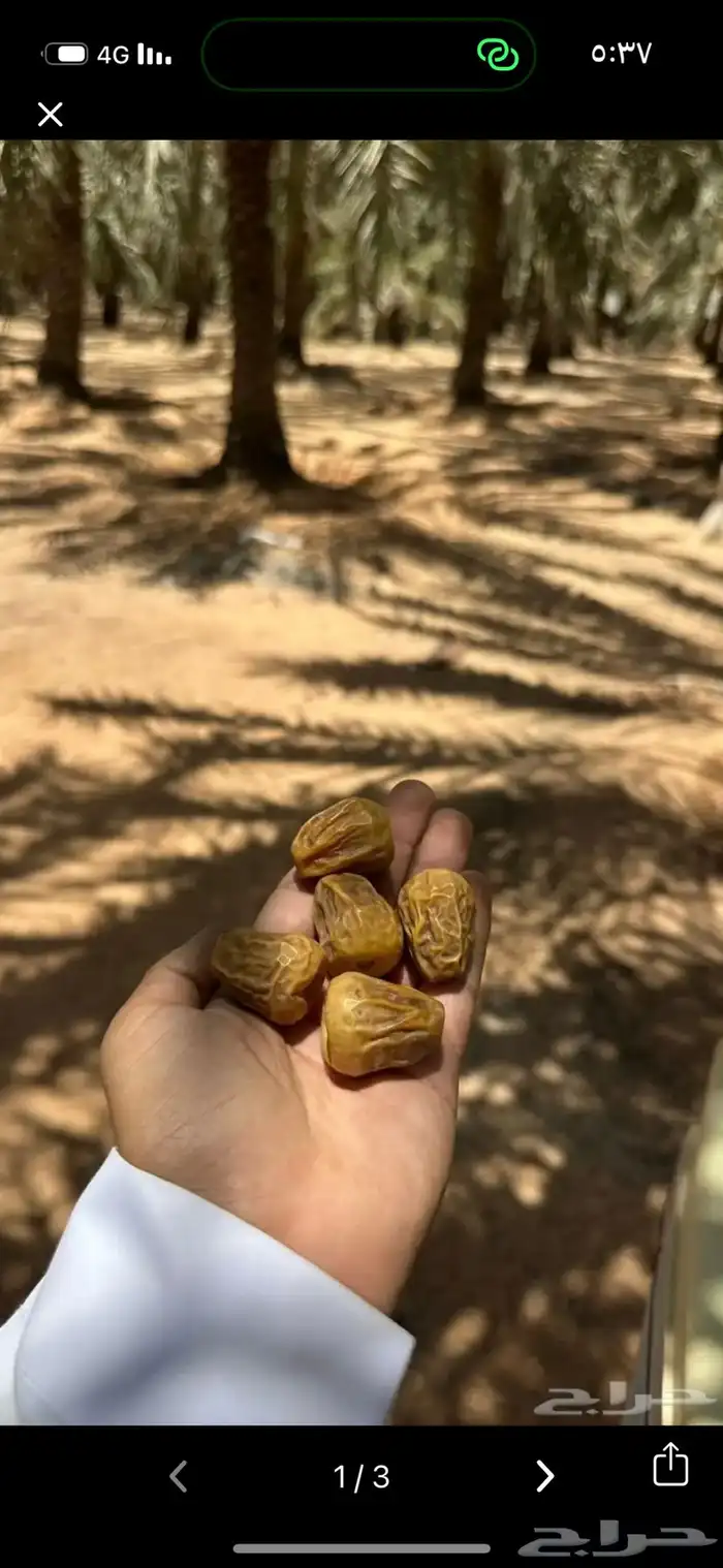 تمر سكري مفتل 0