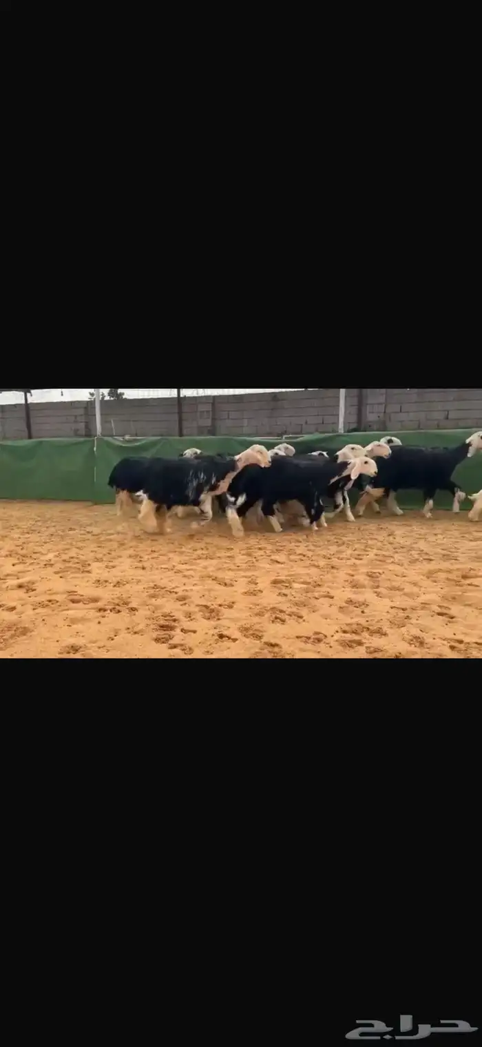 عرض بيع جذعات 0