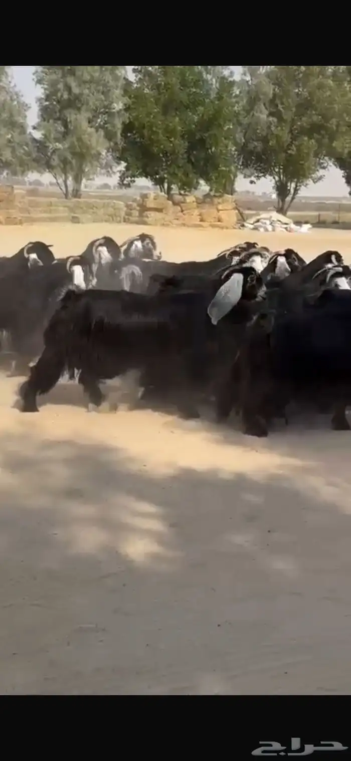 معزا عوراض فاخره 10