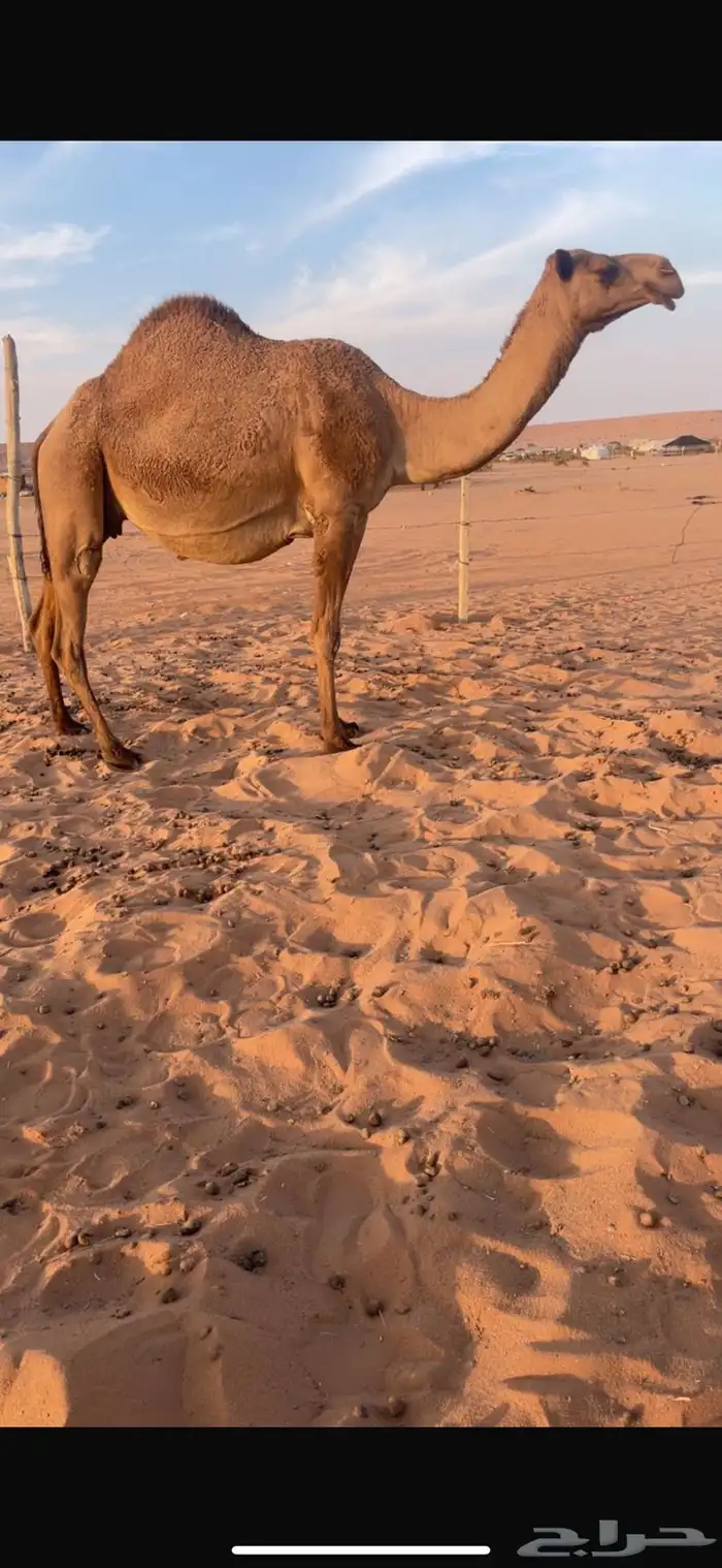 للبيع ملاقي واصله 0