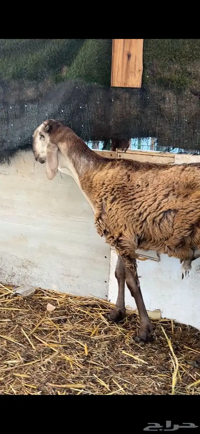 طليان سواكن صنف مشاريع فحول فواخر 1