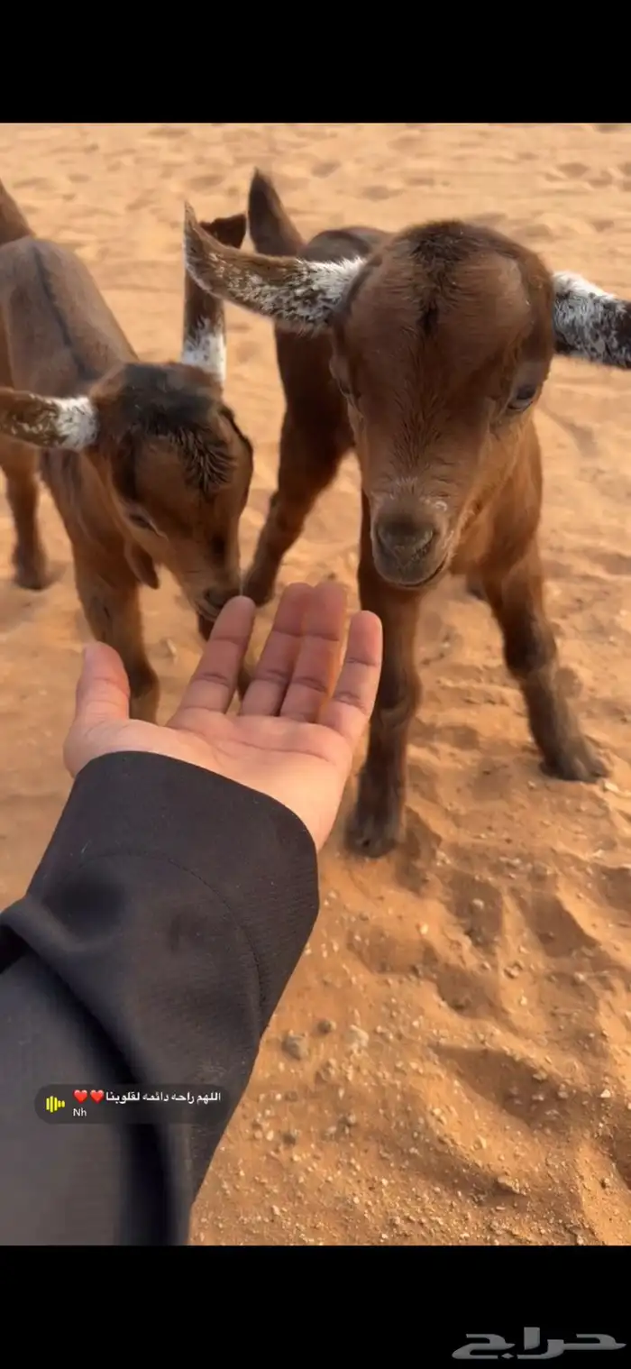 للبيع تيس وجفره 1