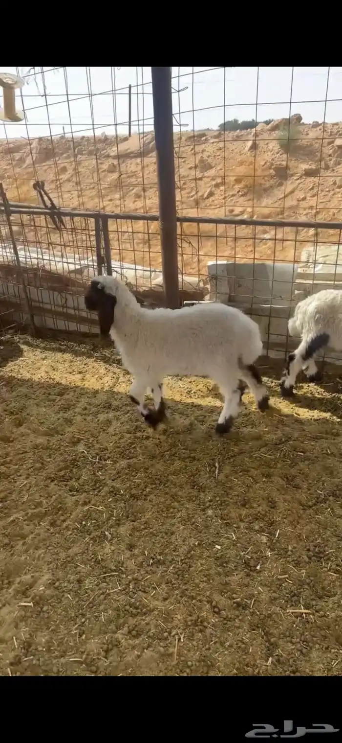 خروفين نعيم 2